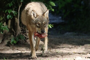 Obraz premium repas du loup