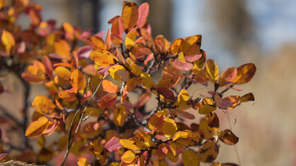 autumn leaves background