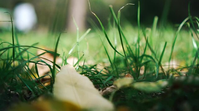 Autumn grass sways in the wind on a sunny day.