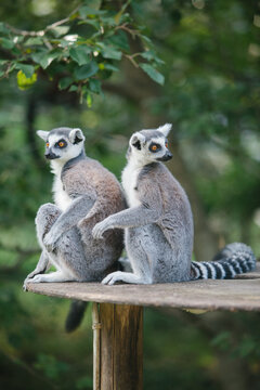 Ring-tailed Lemur (L. catta)