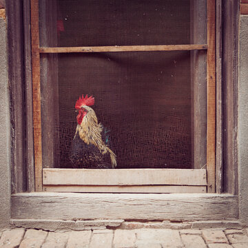 A cock guarding the door.