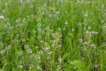 Small purple flowers in green grass on a summer field.