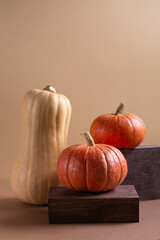 Autumn still life. Various types of pumpkin on brown background.
