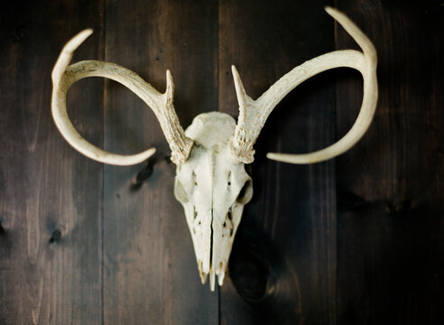 White natural deer buck skull on dark wood background