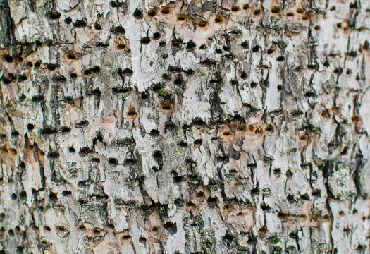 pattern of holes in tree trunk drilled by a sapsucker