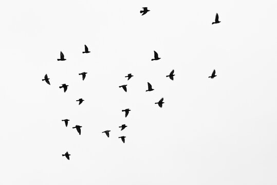 Swarm of doves