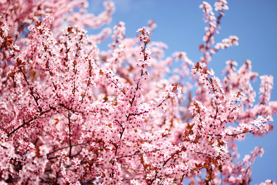 Spring pink blossom