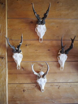 deer antler