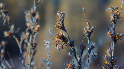 frost on branches