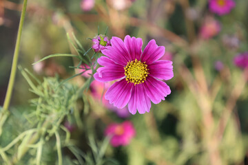 Obraz premium Flowers - Cosmos flowers blooming in the garden