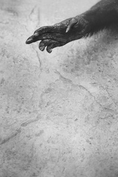 Monkey's hand