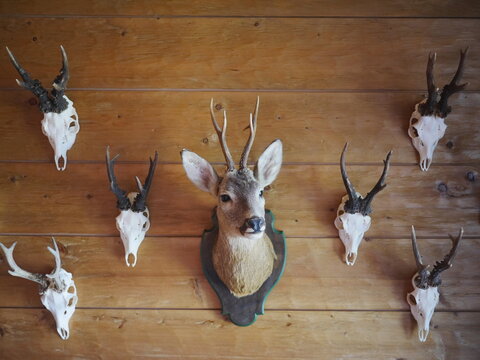 deer antler