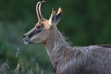 chamois vosges