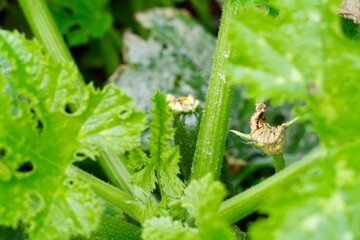 zucchini on the vine