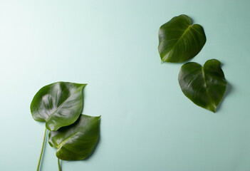 green plant leaves. minimalism style. background shot.
