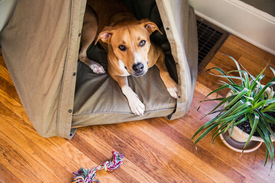 Dog lays in teepee style bed looking up at camera.