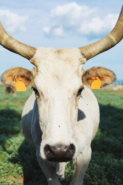 Portrait of horny maremmana cow looking at the camera with some flies around her