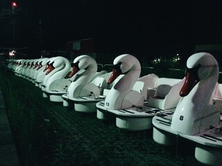 Swans in abandoned water park