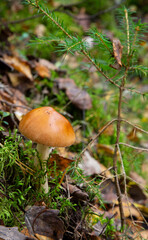 Amanita fulva mushroom, also known as the tawny grisette