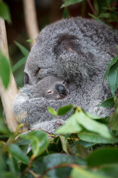 Mother koala cuddling her baby