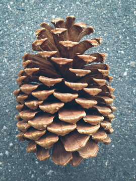 Close up of Ponderosa pine cone