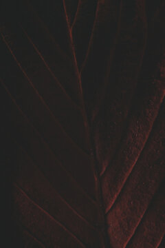 Dark leaf background
