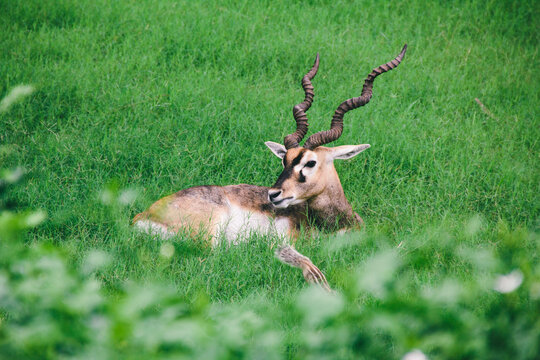 Blackbuck Antelope in Sikandra fort garden