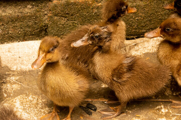 Ducklings are surrounded by fences.Duck chicks.mallard ducklings.Cute domestic duckling.Small brown Duck ducklings.Click or Capture on my own Camera.