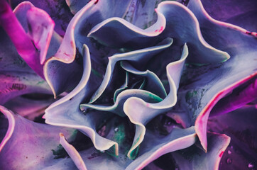 Vibrant flower pattern; abstract background detail