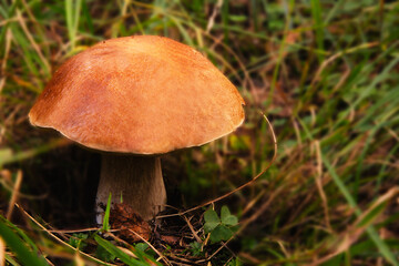 In September the rains came, and then all at once grew mushrooms: boletus and boletus,and boletus, and white.
