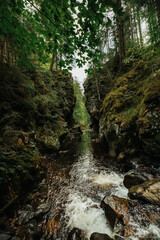 Forest and river of the Haslach gorge next to Wutach gorge in the black forest in Germany