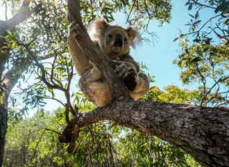 Koala Chilling in a tree on Magnetic island, Queensland Australia