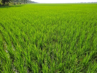 green field and sky, green grass in the wind, Green paddy field in india, beautiful green rice field in India. Green grass landscape. Green paddy field in India.	