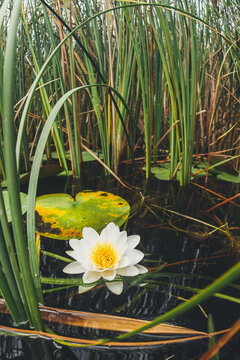 water lily