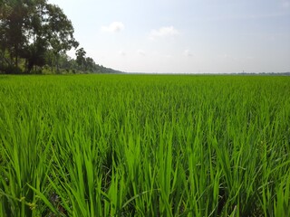 Obraz na płótnie Canvas green field and sky, green grass in the wind, Green paddy field in india, beautiful green rice field in India. Green grass landscape. Green paddy field in India. 