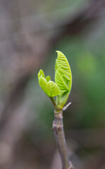 tree branch with buds background, spring flower buds