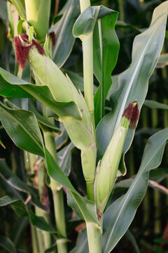 Two ears of corn in husk on a stalk in a field
