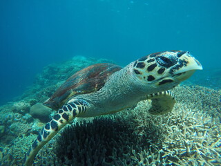 TORTUGA ASIATICA GO PRO BLACK