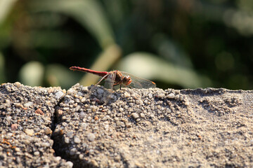 Libelle