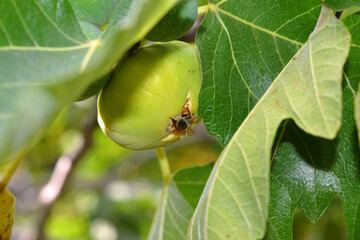 bug on a leaf