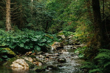 Forest and river of the Haslach gorge next to Wutach gorge in the black forest in Germany