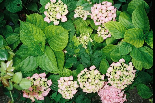 green hello & flower fun