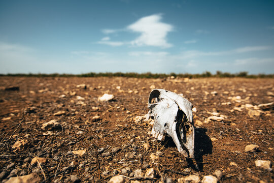 Goat skull at desert