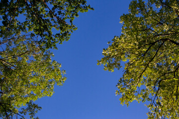 Low angle view of tree tops against clear blue sky