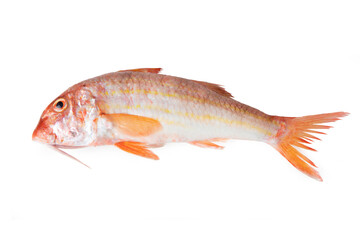 Striped red mullet - Mediterranean fish Triglia di scoglio 