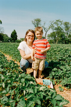 Mom and son picking strawberries at the strawberry patch