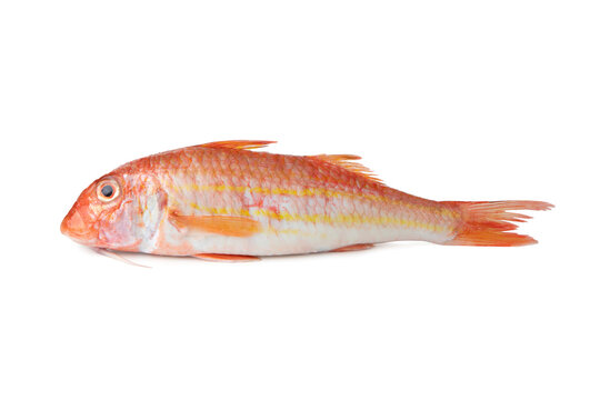 Striped red mullet - Mediterranean fish Triglia di scoglio "Mullus surmuletus"