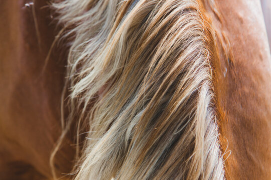 Horse's mane