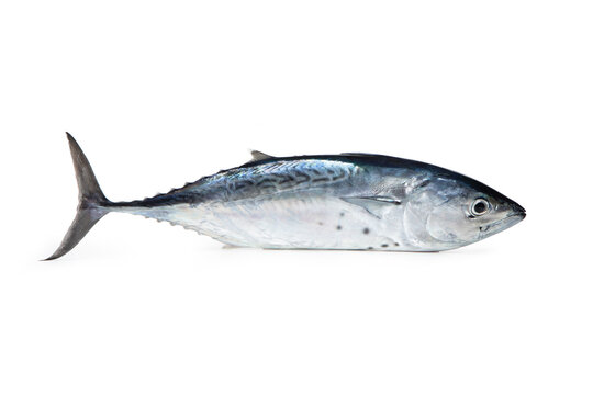 Little tunny - Mediterranean fish Tonnetto o Alletterato "Euthynnus alletteratus"