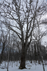 Fototapeta na wymiar 雪が少ない2月の森